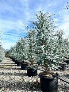 Eukalyptus Azura Gunni – Höhe 200 cm