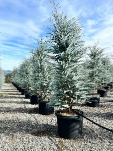 Eukalyptus Azura Gunni – Höhe 200 cm