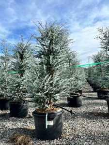 Eukalyptus Azura Gunni – Höhe 200 cm