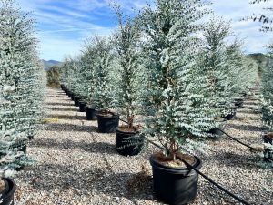 Eukalyptus Azura Gunni – Höhe 200 cm