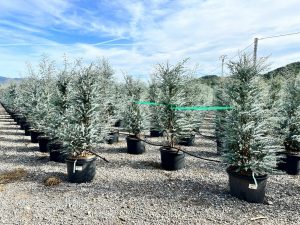 Eukalyptus Azura Gunni – Höhe 200 cm