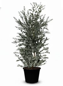 Eukalyptus Azura Gunni – Höhe 200 cm
