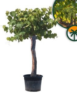 Weinstock mit Stamm – Vitis vinifera XXL – 220 cm