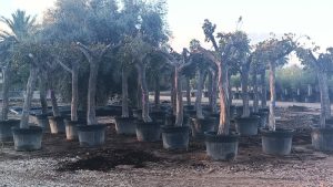 Weinstock mit Stamm – Vitis vinifera XXL – 220 cm