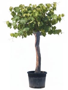 Weinstock mit Stamm – Vitis vinifera XXL – 220 cm