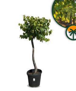 Weinstock auf Stamm – Vitis vinifera L – 200 cm
