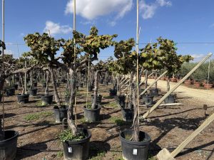 Weinstock auf Stamm – Vitis vinifera L – 200 cm