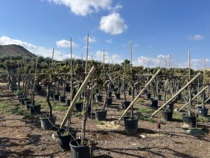 Weinstock auf Stamm – Vitis vinifera L – 200 cm