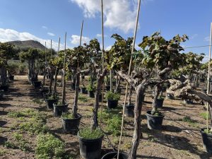 Weinstock auf Stamm – Vitis vinifera L – 200 cm