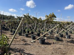 Weinstock auf Stamm – Vitis vinifera L – 200 cm