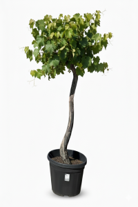 Weinstock auf Stamm – Vitis vinifera L – 200 cm
