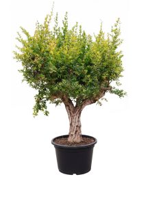 Zitrusbaum - Granatapfelbaum XXXL
