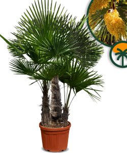 Palme - Trachycarpus Fortunei Multistamm