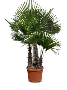 Palme - Trachycarpus Fortunei Multistamm
