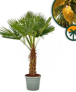 Palme - Trachycarpus Fortunei 50-60 cm