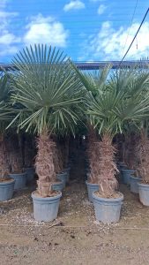 Palme - Trachycarpus Fortunei 50-60 cm