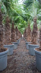 Palme - Trachycarpus Fortunei 50-60 cm
