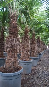 Palme - Trachycarpus Fortunei 50-60 cm