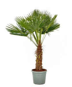 Palme - Trachycarpus Fortunei 50-60 cm