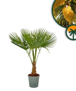 Palme - Trachycarpus Fortunei 20-30 cm