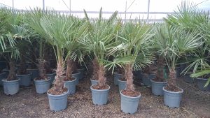 Palme - Trachycarpus Fortunei 20-30 cm
