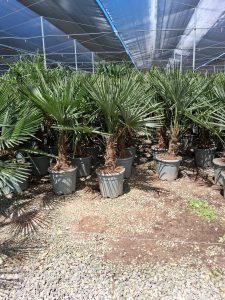 Palme - Trachycarpus Fortunei 20-30 cm
