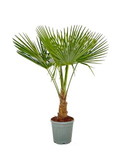 Palme - Trachycarpus Fortunei 20-30 cm