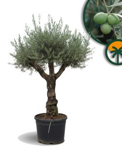 Olivenbaum - Verzweigte Olea Europaea - Bonsai - 80 Jahre alter Baum