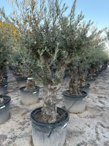 Olivenbaum - Verzweigte Olea Europaea - Bonsai - 80 Jahre alter Baum