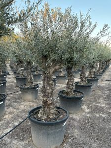 Olivenbaum - Verzweigte Olea Europaea - Bonsai - 80 Jahre alter Baum