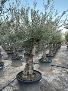 Olivenbaum - Verzweigte Olea Europaea - Bonsai - 80 Jahre alter Baum