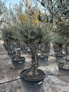 Olivenbaum - Verzweigte Olea Europaea - Bonsai - 80 Jahre alter Baum