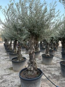 Olivenbaum - Verzweigte Olea Europaea - Bonsai - 80 Jahre alter Baum