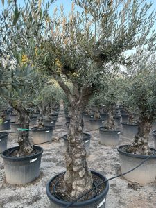 Olivenbaum - Verzweigte Olea Europaea - Bonsai - 80 Jahre alter Baum