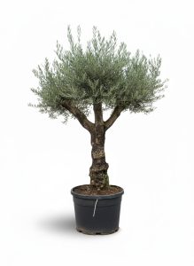 Olivenbaum - Verzweigte Olea Europaea - Bonsai - 80 Jahre alter Baum