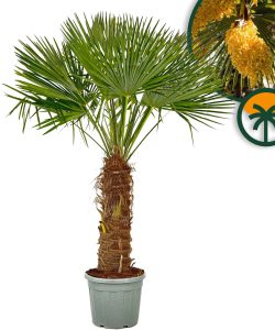 Palme - Trachycarpus Fortunei 80-100 cm