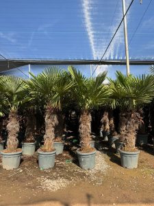 Palme - Trachycarpus Fortunei 80-100 cm