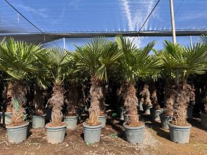 Palme - Trachycarpus Fortunei 80-100 cm