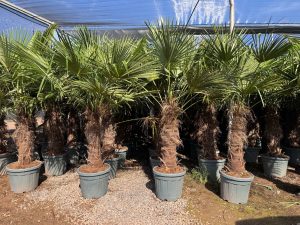 Palme - Trachycarpus Fortunei 80-100 cm