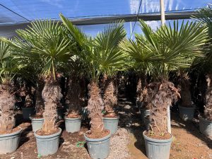 Palme - Trachycarpus Fortunei 80-100 cm