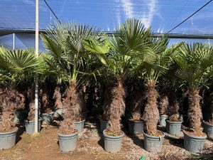 Palme - Trachycarpus Fortunei 80-100 cm