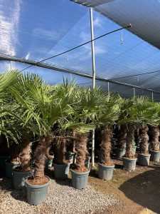 Palme - Trachycarpus Fortunei 80-100 cm