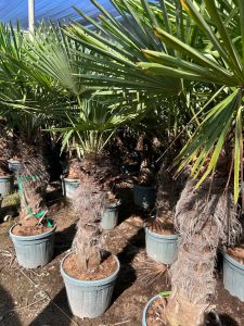 Palme - Trachycarpus Fortunei 80-100 cm