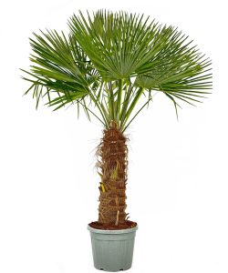 Palme - Trachycarpus Fortunei 80-100 cm