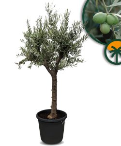 Olivenbaum - Verzweigte Olea Europaea - 30 Jahre alter Baum