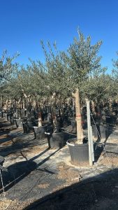 Olivenbaum - Verzweigte Olea Europaea - 30 Jahre alter Baum