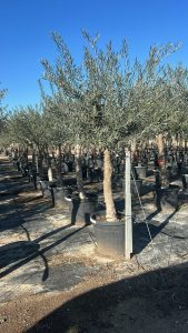 Olivenbaum - Verzweigte Olea Europaea - 30 Jahre alter Baum