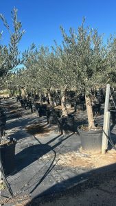 Olivenbaum - Verzweigte Olea Europaea - 30 Jahre alter Baum