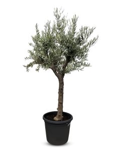 Olivenbaum - Verzweigte Olea Europaea - 30 Jahre alter Baum