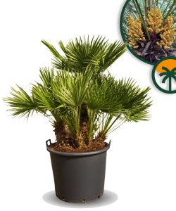 Palme – Chamaerops humilis, mehrstämmig